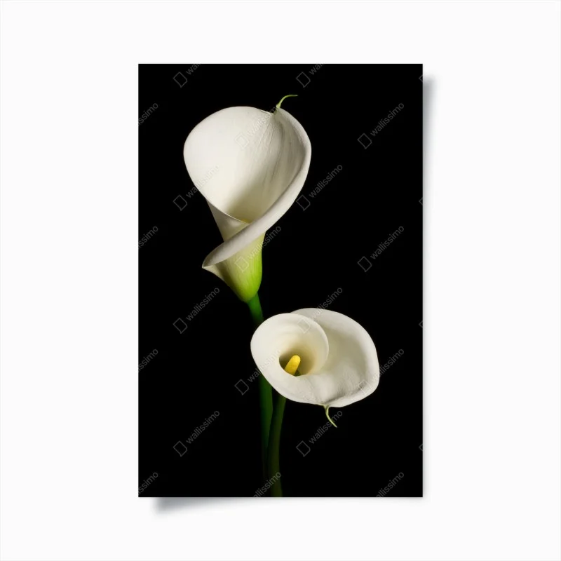 Poster white calla lilies on black background
