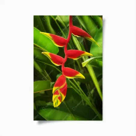 Poster vibrant heliconia in tropical foliage • Wallissimo®