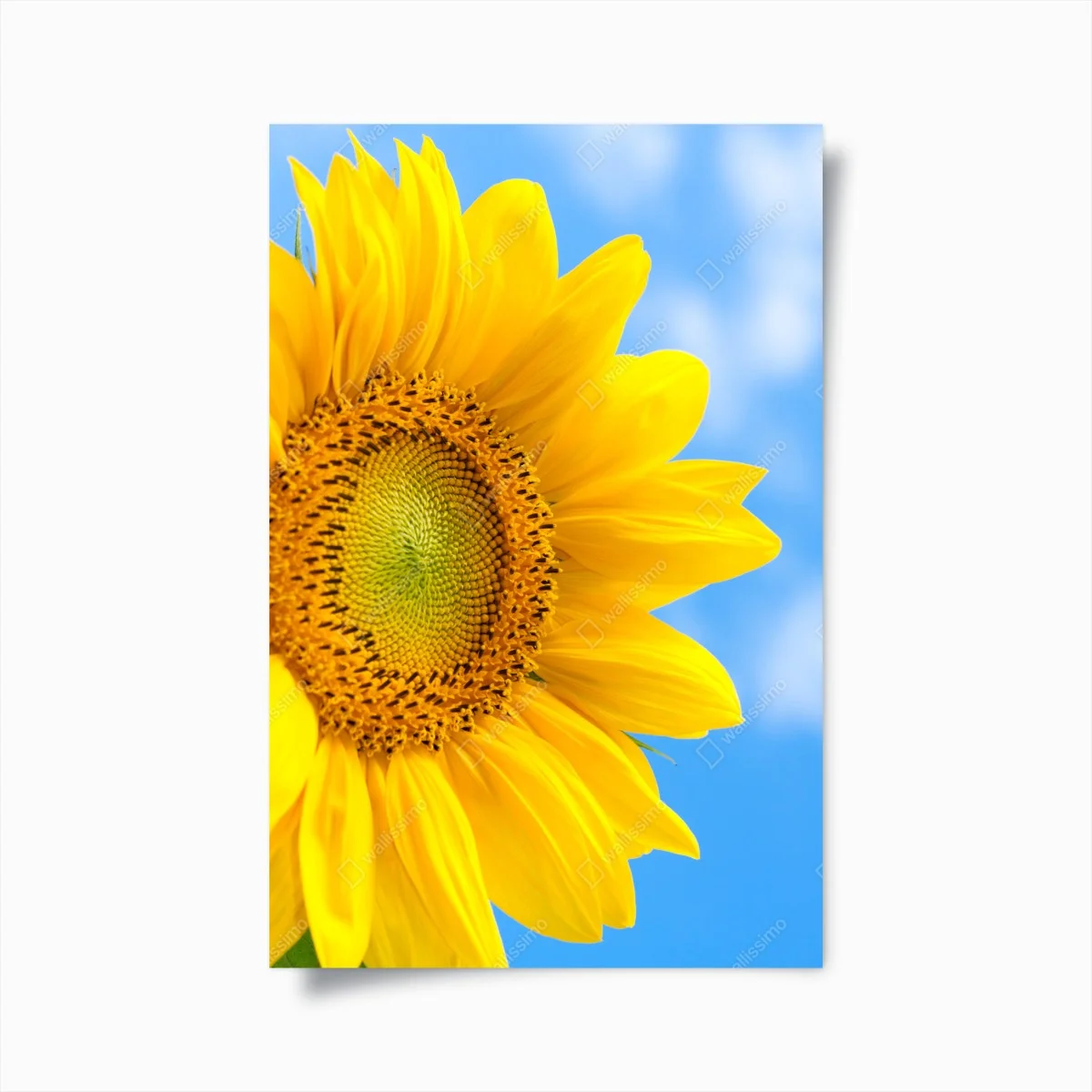 Poster bright sunflower close-up on blue sky • Wallissimo® Poster bright sunflower close-up on blue sky • Wallissimo®