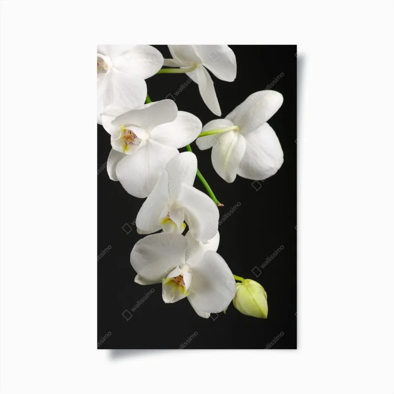 Poster white orchid branch on black background