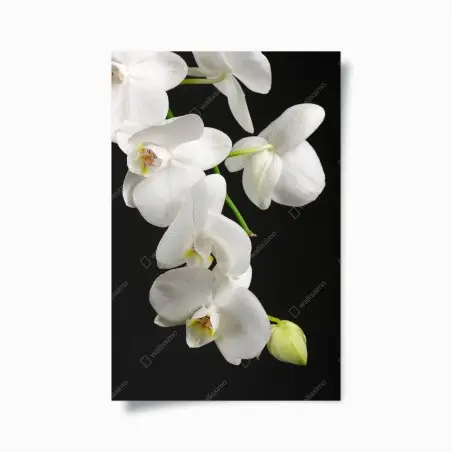 Poster white orchid branch on black background • Wallissimo®