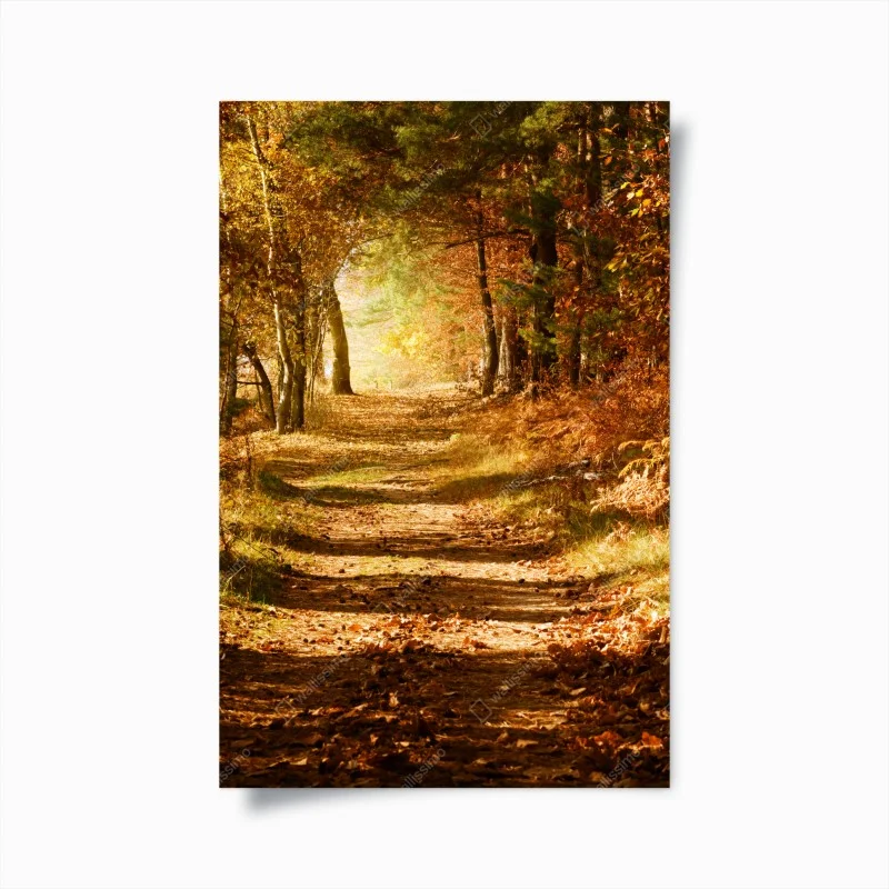 Poster autumn forest path with golden sunlight