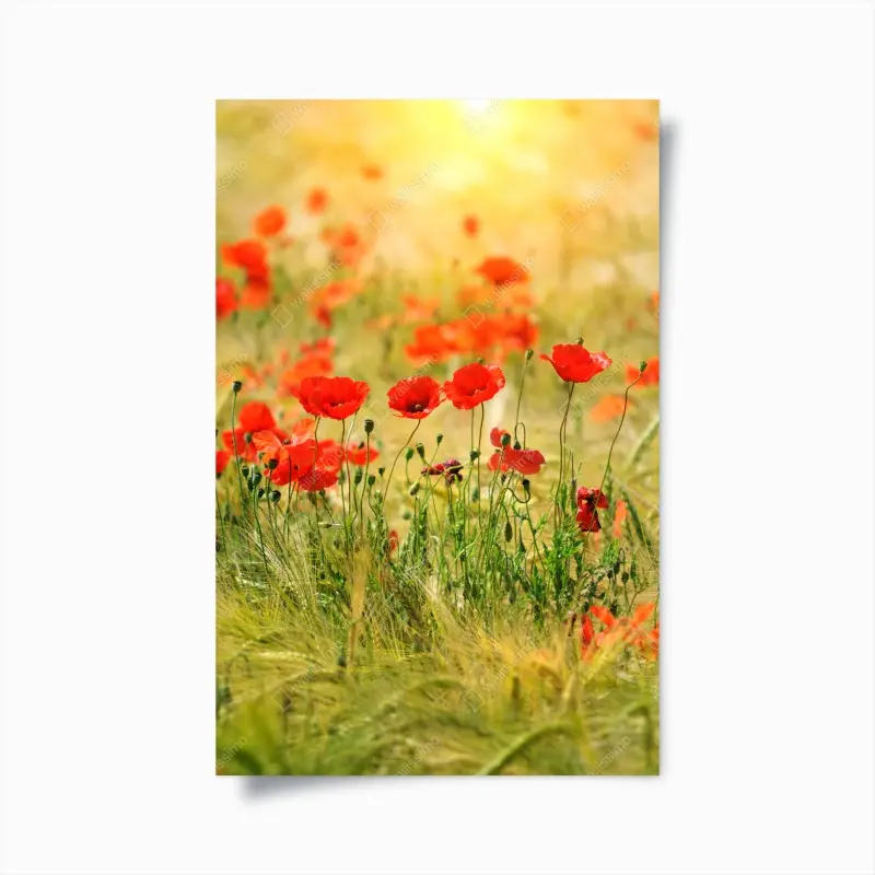 Poster red poppy meadow in sunlight