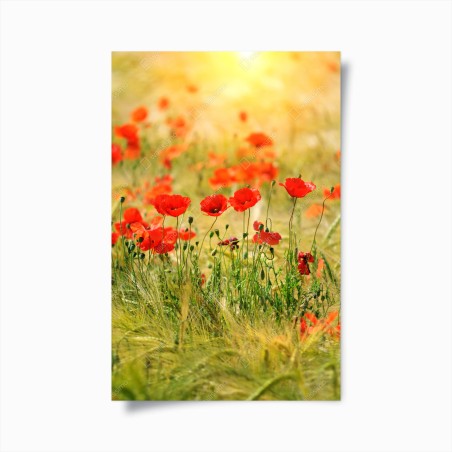 Poster red poppy meadow in sunlight • Wallissimo®