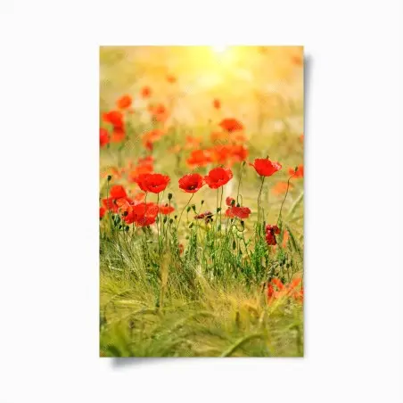 Poster red poppy meadow in sunlight • Wallissimo®