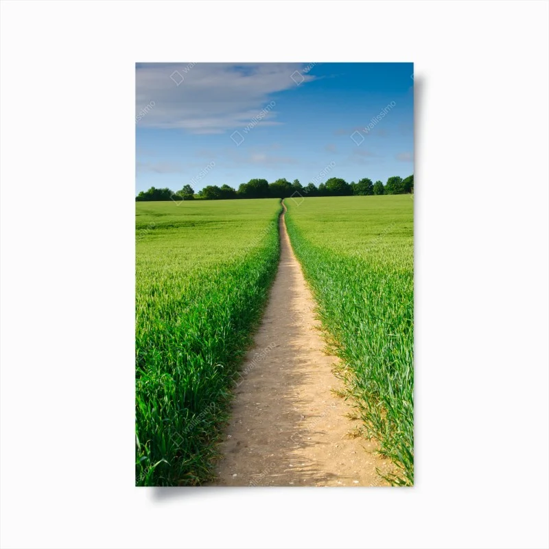 Poster sunlit path through green meadow