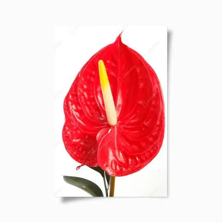 Poster vibrant red anthurium bloom • Wallissimo®