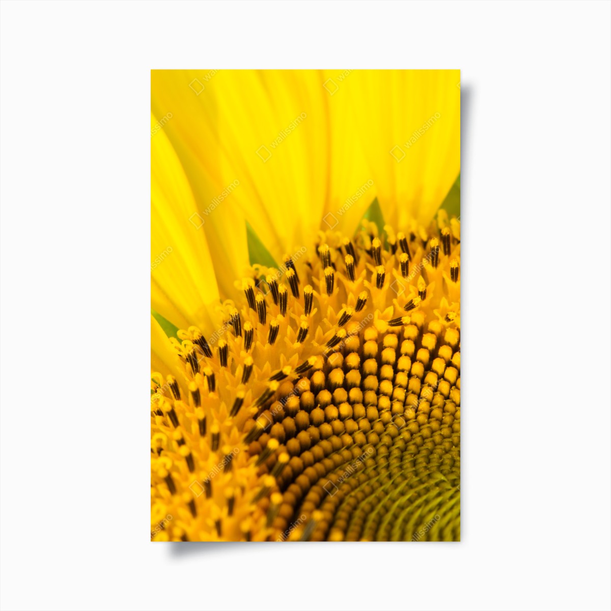 Poster golden sunflower close-up • Wallissimo® Poster golden sunflower close-up • Wallissimo®