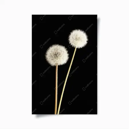 Poster delicate dandelion seed heads on black • Wallissimo®