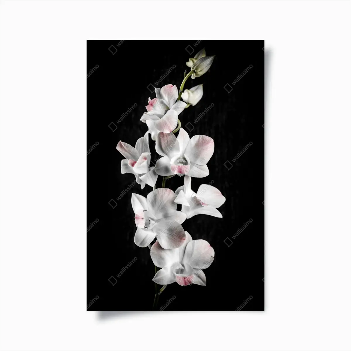 Poster white and pink orchid on black background • Wallissimo® Poster white and pink orchid on black background • Wallissimo®