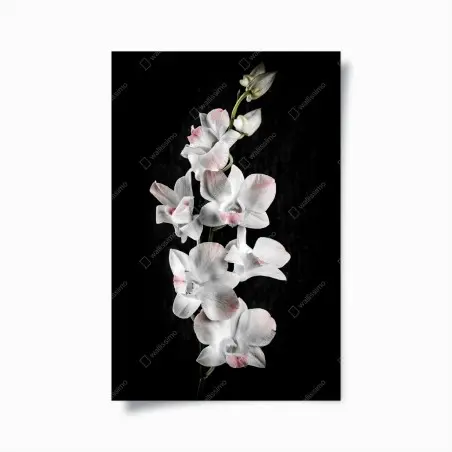 Poster white and pink orchid on black background • Wallissimo®