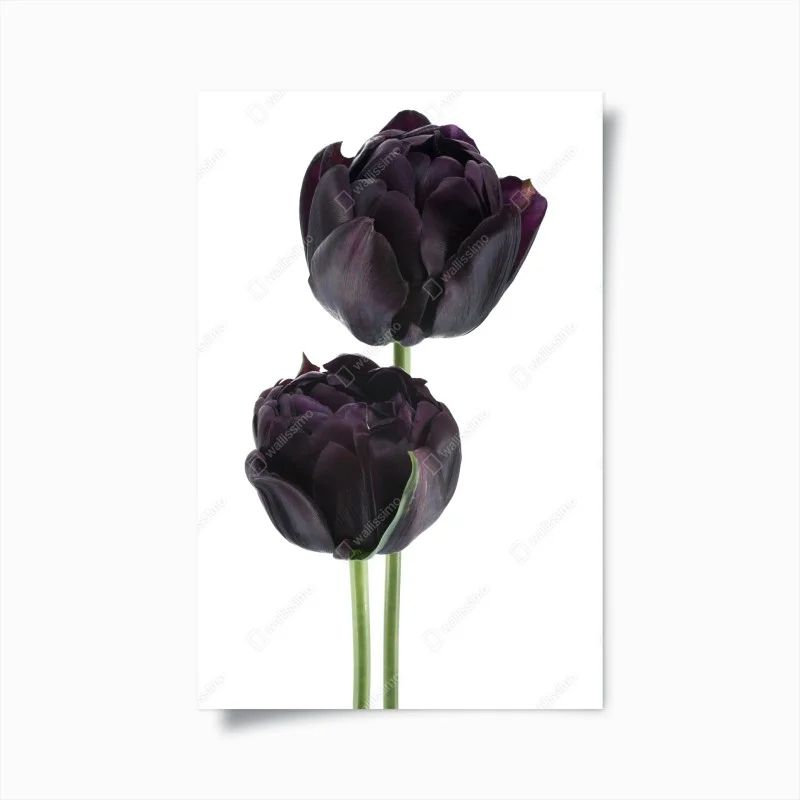 Poster dark purple tulip duo on white