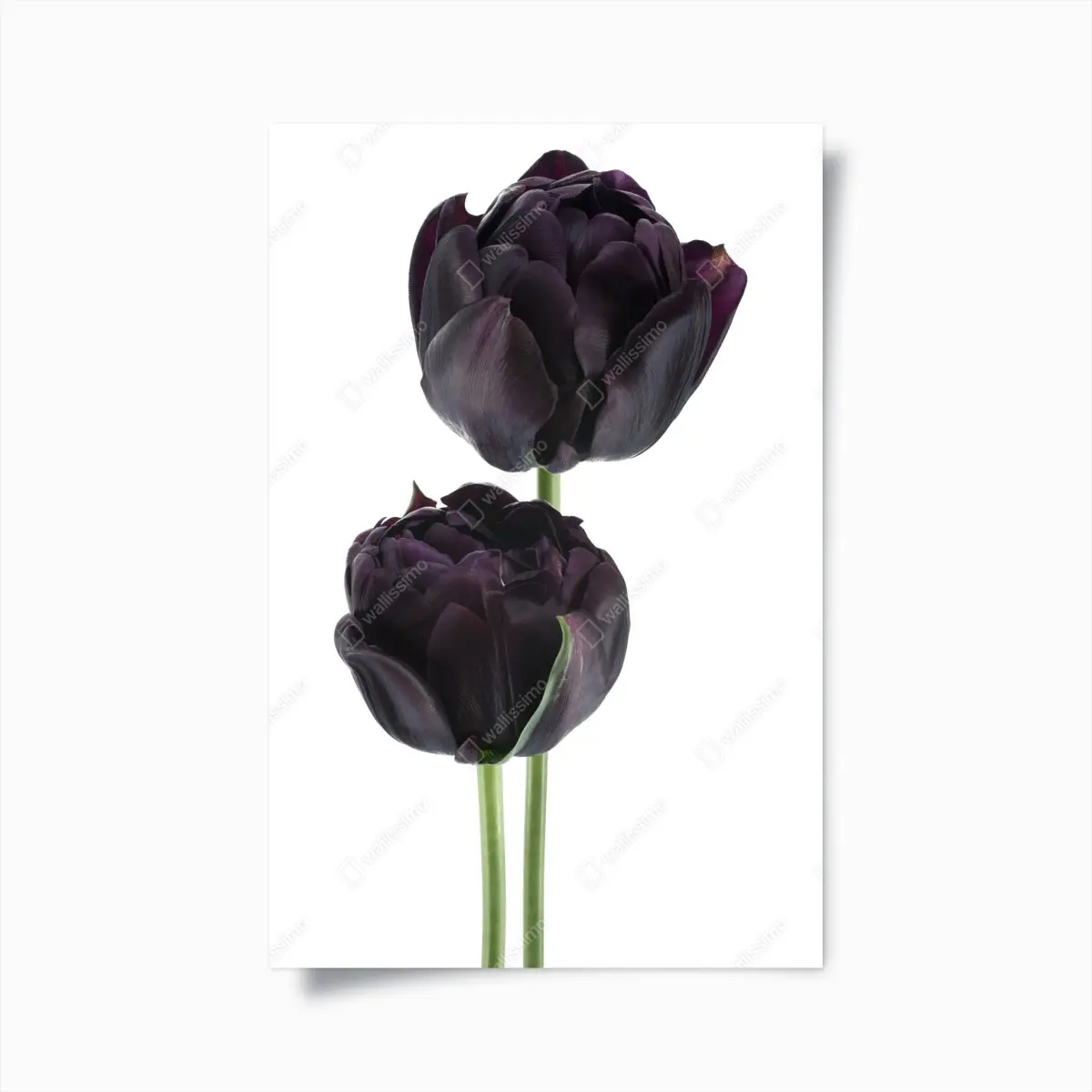 Poster dark purple tulip duo on white • Wallissimo® Poster dark purple tulip duo on white • Wallissimo®