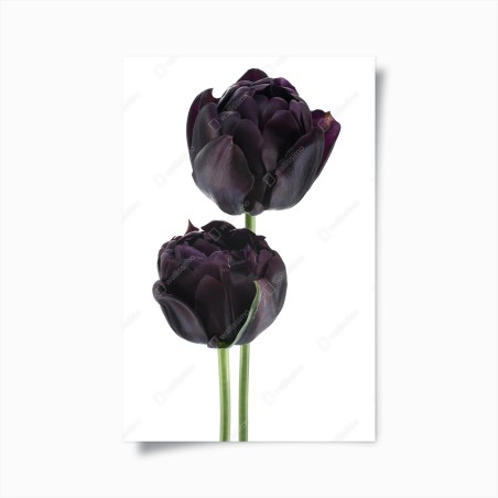 Poster dark purple tulip duo on white • Wallissimo®