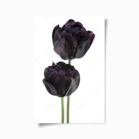Poster dark purple tulip duo on white • Wallissimo®
