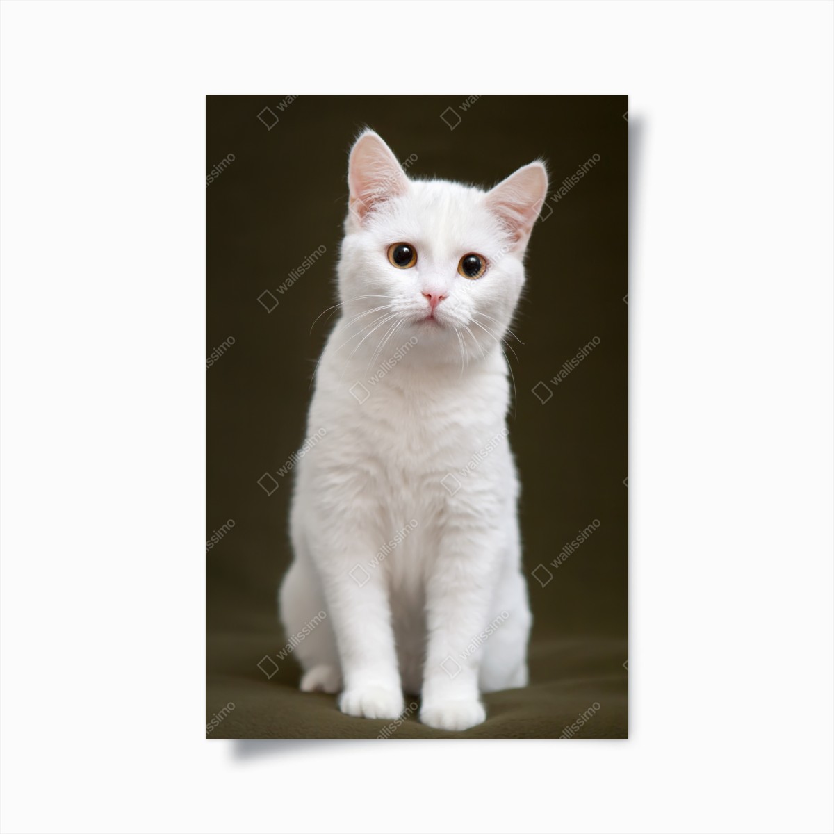 Poster adorable white cat portrait • Wallissimo® Poster adorable white cat portrait • Wallissimo®