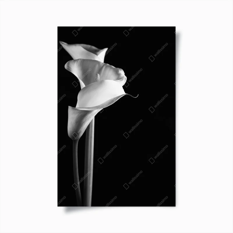 Poster elegant calla lilies in monochrome