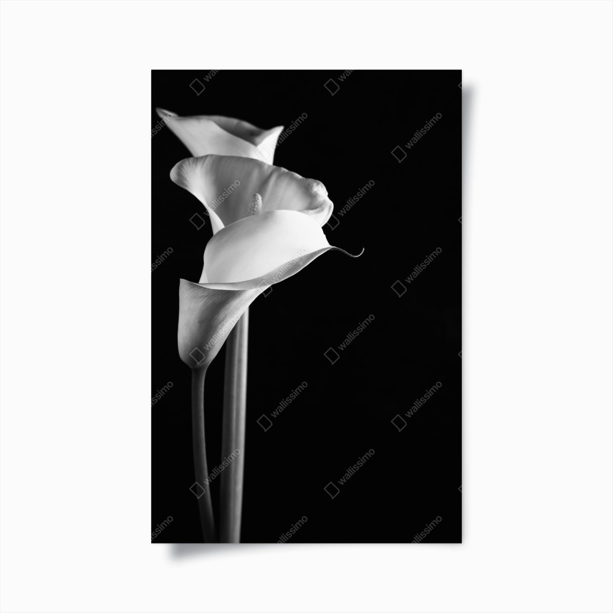 Poster elegant calla lilies in monochrome • Wallissimo®