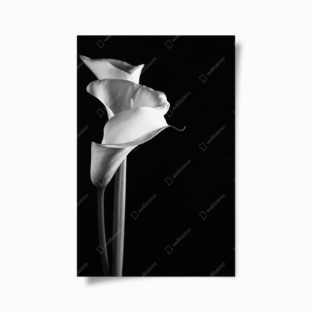 Poster elegant calla lilies in monochrome • Wallissimo®