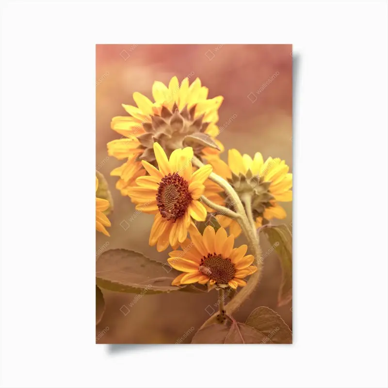 Poster vintage sunflower cluster in warm light