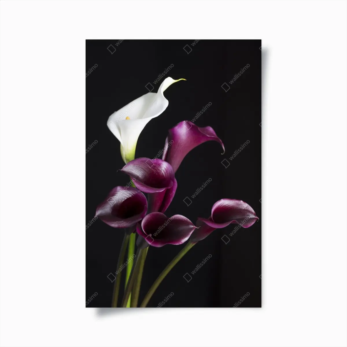 Poster elegant purple and white calla lilies ⁕ Wallissimo® Poster elegant purple and white calla lilies ⁕ Wallissimo®