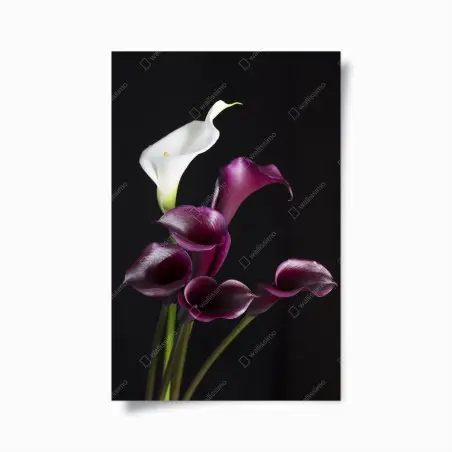 Poster elegant purple and white calla lilies • Wallissimo®