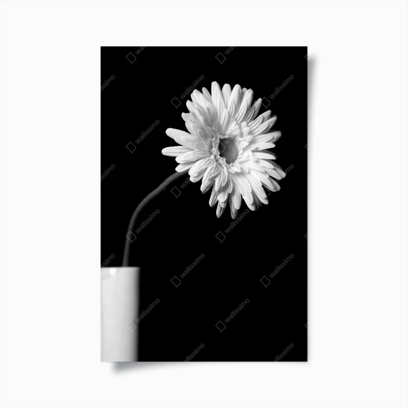 Poster white gerbera on black