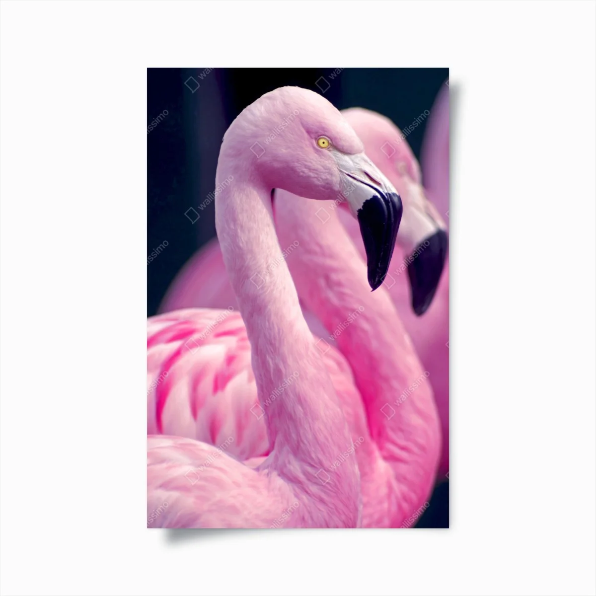 Poster graceful pink flamingo portrait • Wallissimo® Poster graceful pink flamingo portrait • Wallissimo®