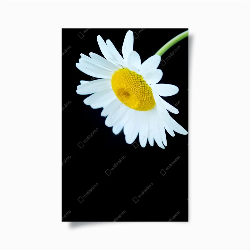 Poster white daisy close-up on black background