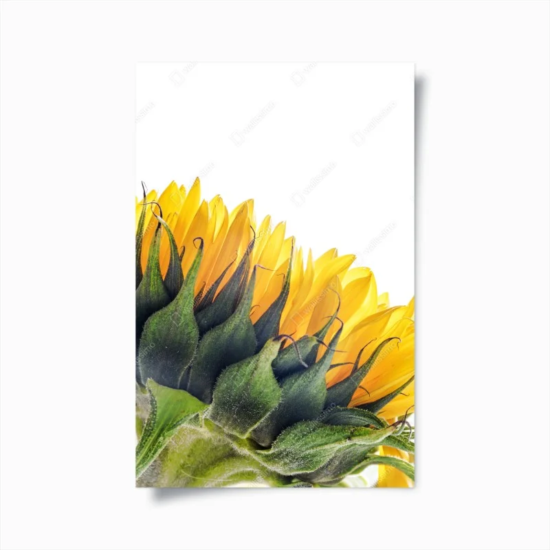 Poster sunflower corner on white background