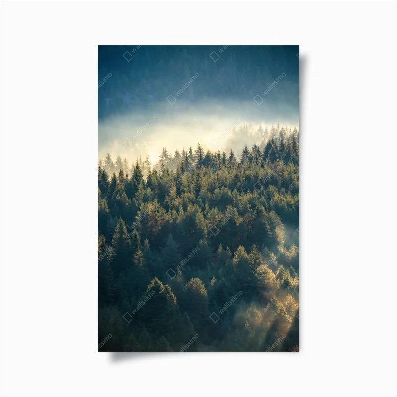 Poster misty pine forest at dawn