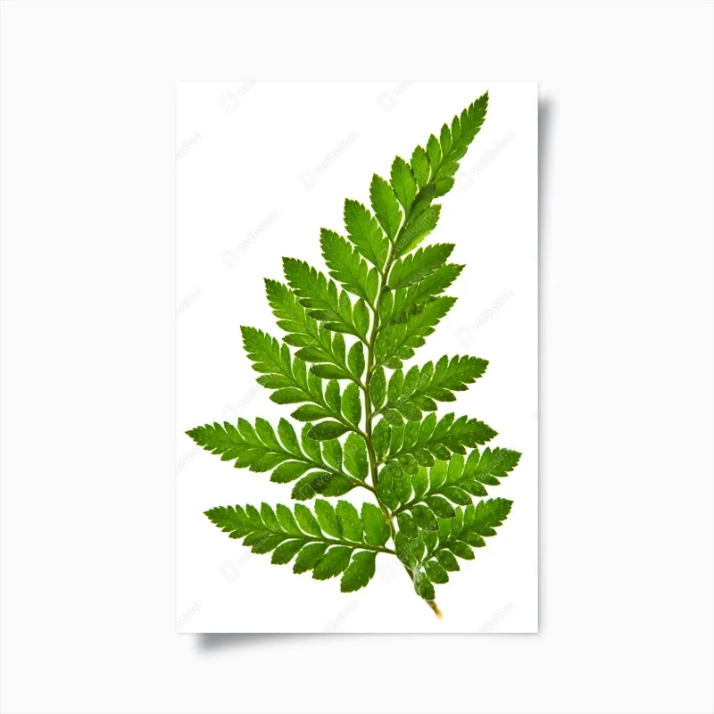 Poster green fern leaf on white background