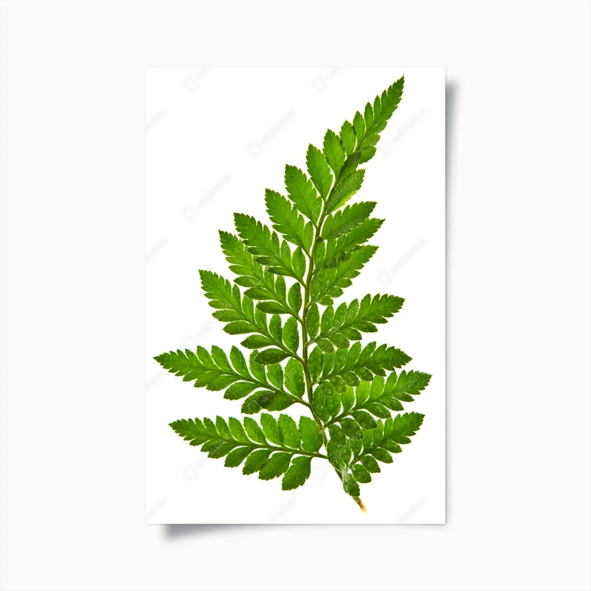 Poster green fern leaf on white background ⁕ Wallissimo® Poster green fern leaf on white background ⁕ Wallissimo®