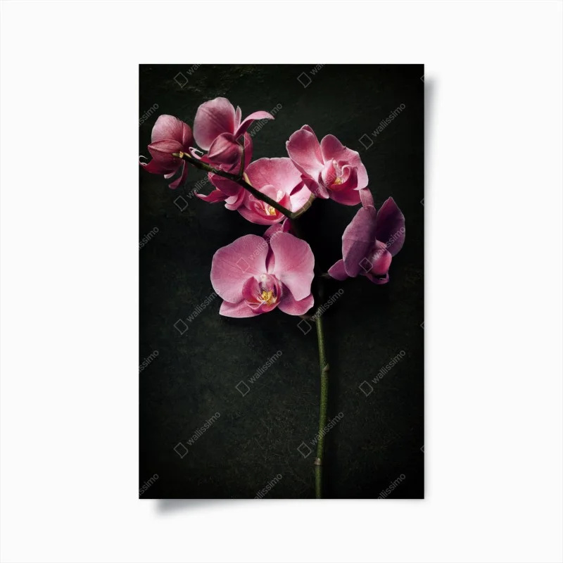 Poster pink orchid on dark vintage background