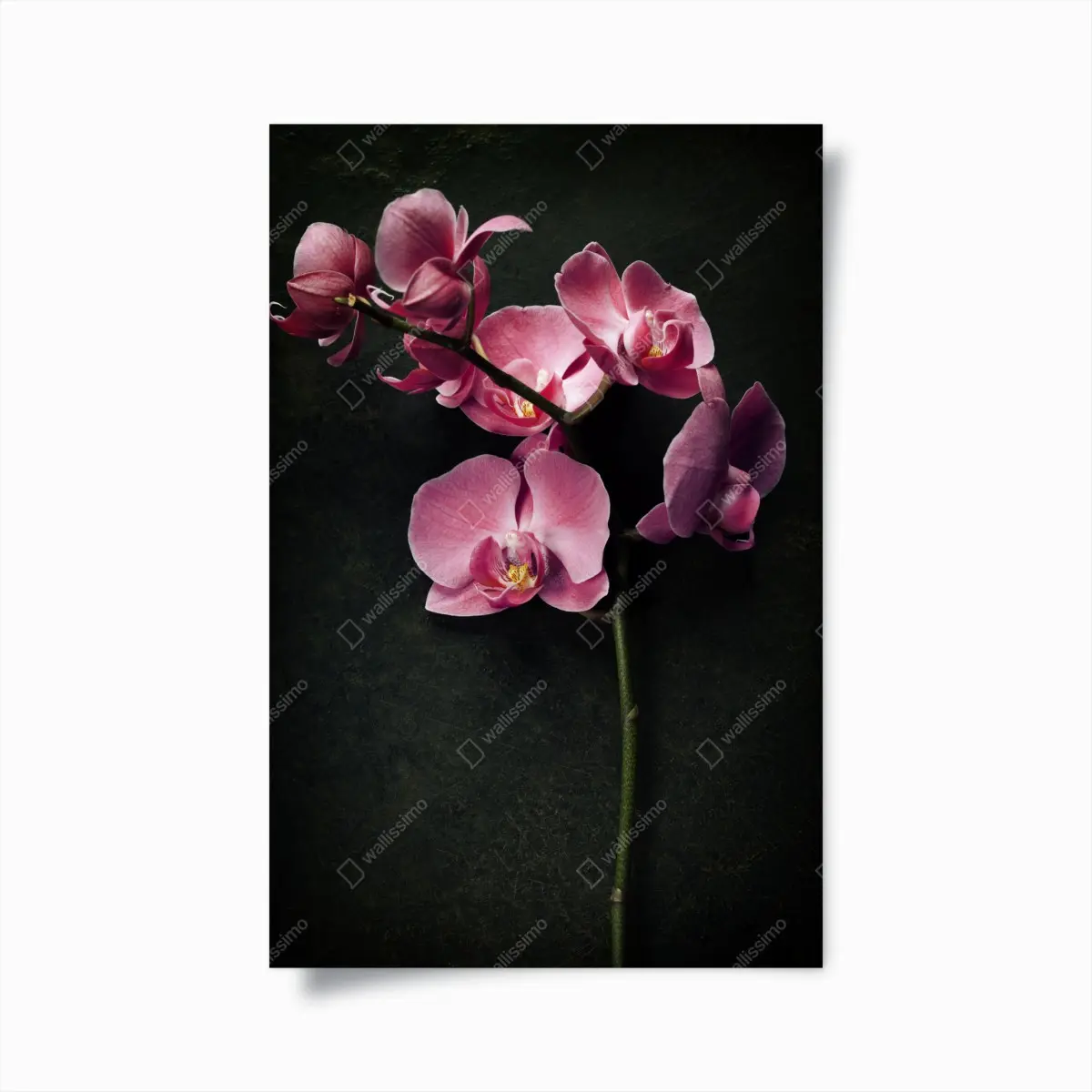 Poster pink orchid on dark vintage background • Wallissimo® Poster pink orchid on dark vintage background • Wallissimo®