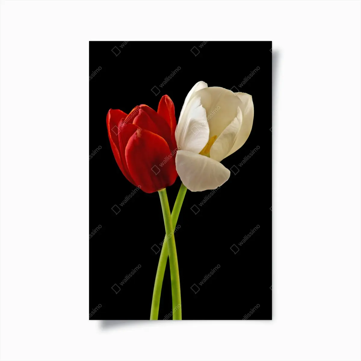 Poster red and white tulip duo on black • Wallissimo® Poster red and white tulip duo on black • Wallissimo®