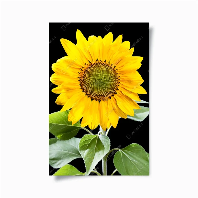 Poster vibrant sunflower on black background