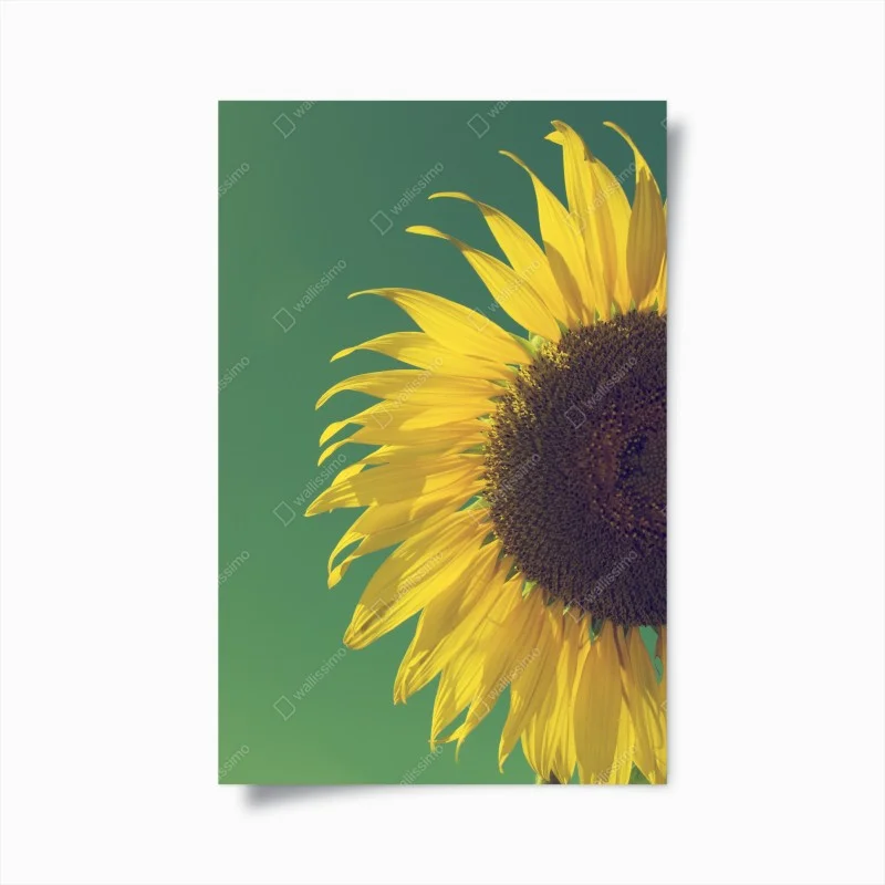 Poster radiant sunflower against vintage sky