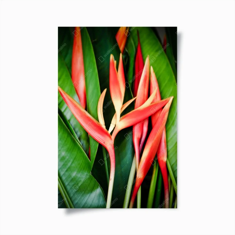 Poster vibrant tropical heliconia bloom ⁕ Wallissimo®