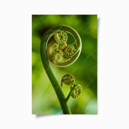 Poster unfurling fern fiddlehead macro • Wallissimo®
