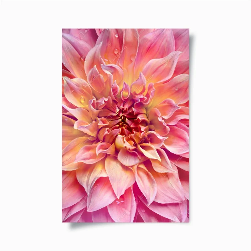 Poster pink dahlia bloom close-up