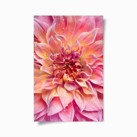 Poster pink dahlia bloom close-up • Wallissimo®