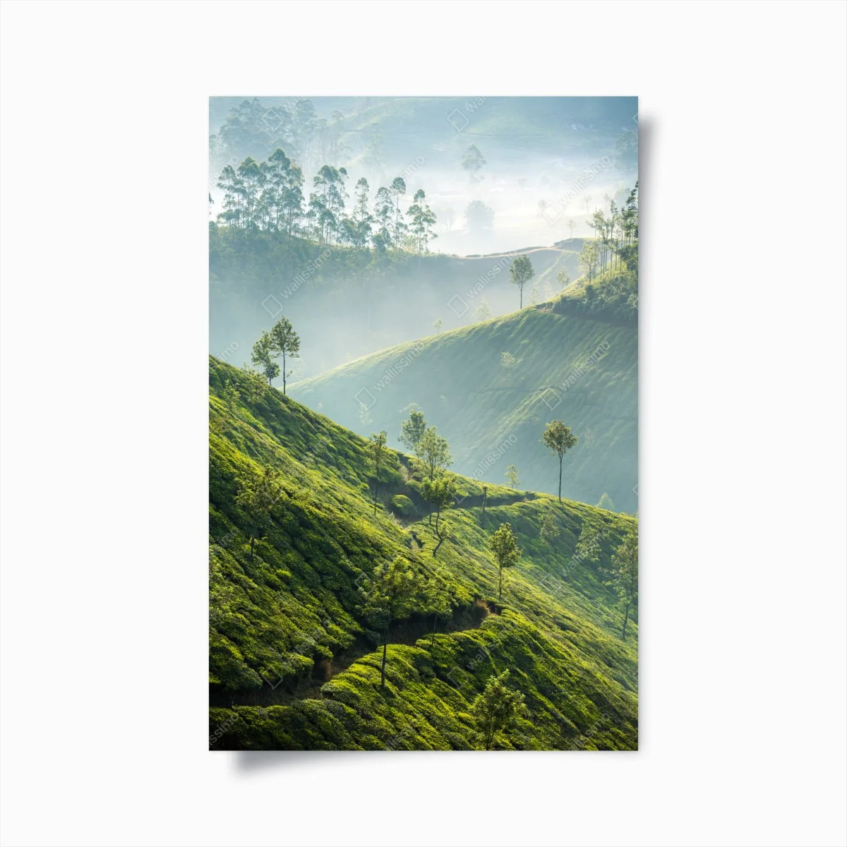 Poster misty tea terraces of Munnar • Wallissimo® Poster misty tea terraces of Munnar • Wallissimo®