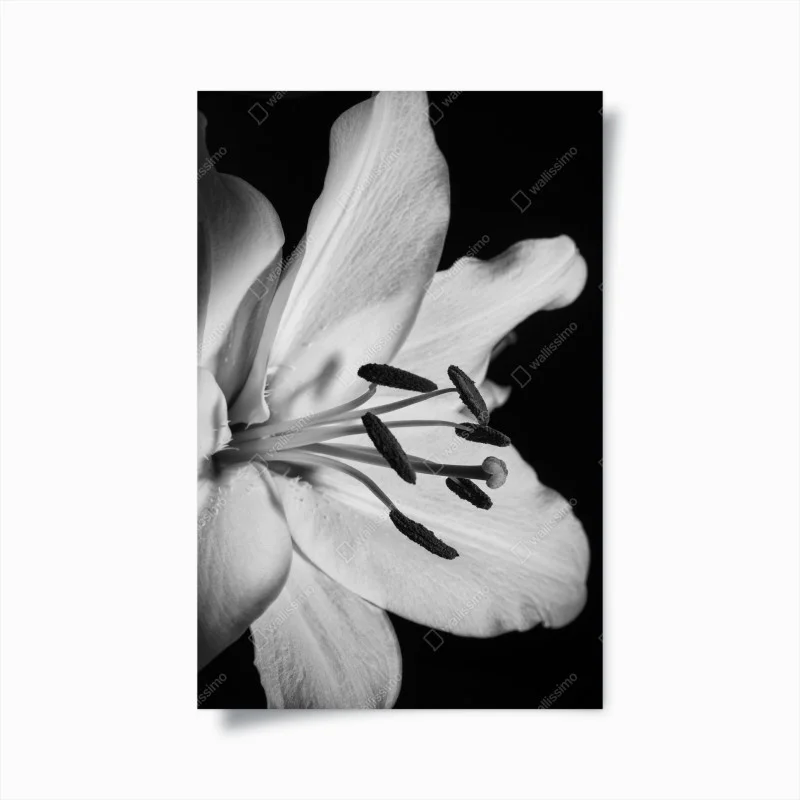 Poster monochrome lily close-up