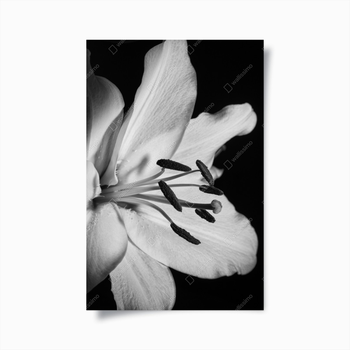 Poster monochrome lily close-up • Wallissimo® Poster monochrome lily close-up • Wallissimo®