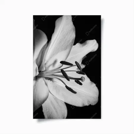 Poster monochrome lily close-up • Wallissimo®