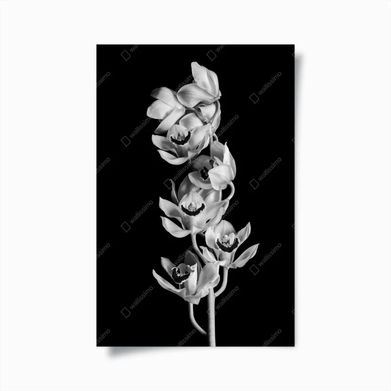 Poster elegant monochrome orchid stem