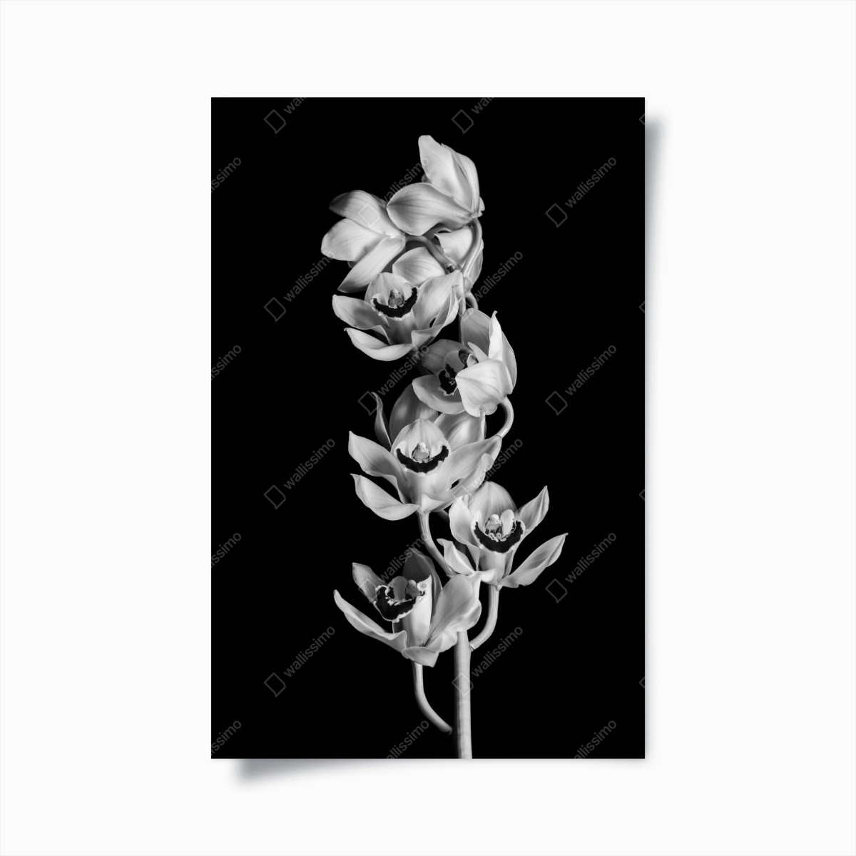 Poster elegant monochrome orchid stem • Wallissimo® Poster elegant monochrome orchid stem • Wallissimo®