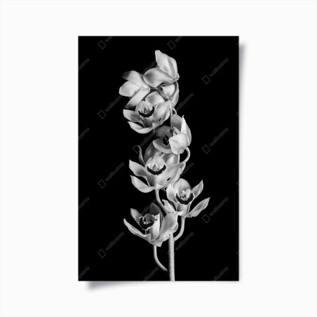Poster elegant monochrome orchid stem • Wallissimo®