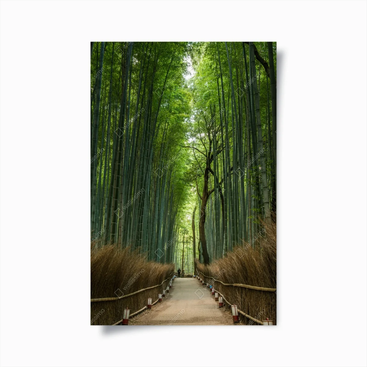 Poster serene bamboo grove pathway ⁕ Wallissimo® Poster serene bamboo grove pathway ⁕ Wallissimo®